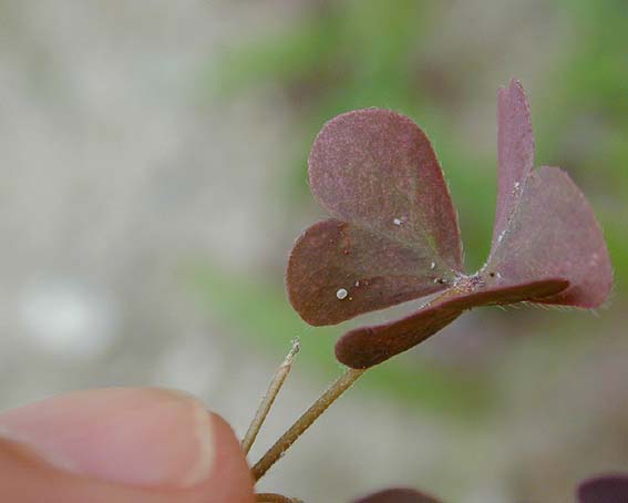 カタバミに産み付けられたヤマトシジミの卵