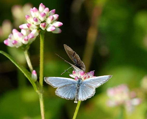 メスに求愛中のヤマトシジミのオス