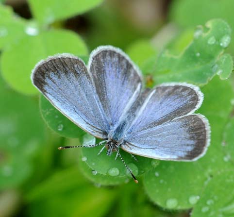 雨上がり、翅を広げるヤマトシジミ