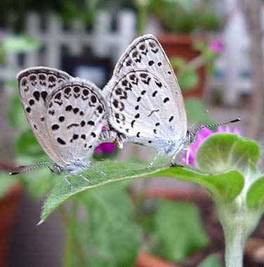 交尾中のヤマトシジミ