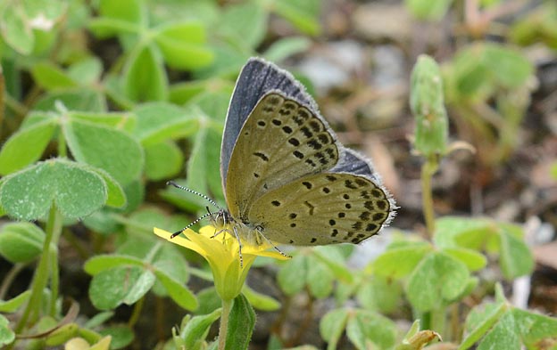 カタバミで吸蜜するヤマトシジミ