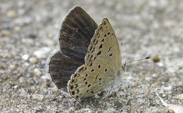 河川敷のヤマトシジミ