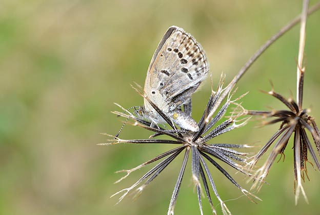 初見の羽化不良のヤマトシジミ
