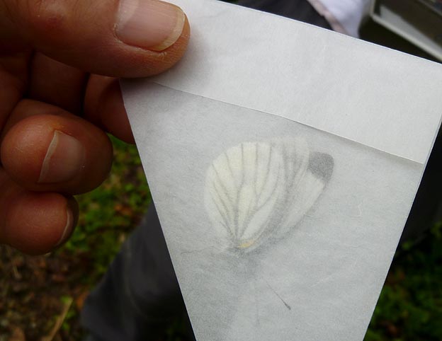 ヤマトスジグロシロチョウの写真