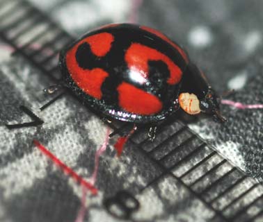 カメノコテントウ…1