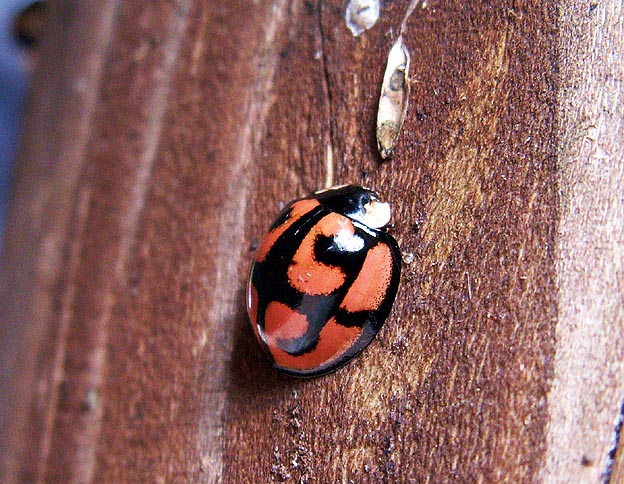 越冬に入るカメノコテントウ