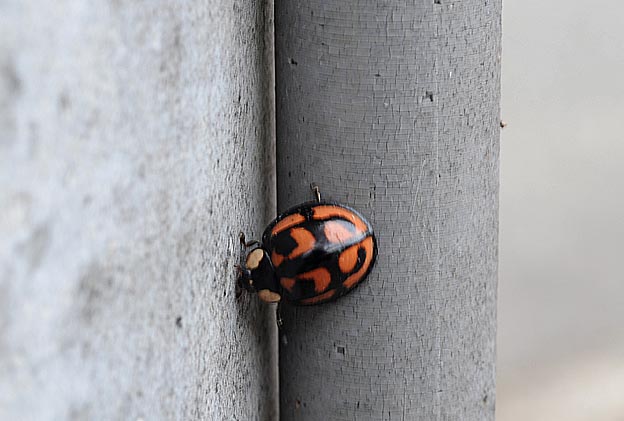 電柱にいたカメノコテントウ