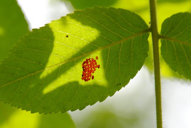 カメノコテントウの卵