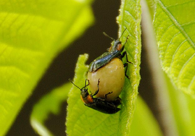 交尾をするクルミハムシ