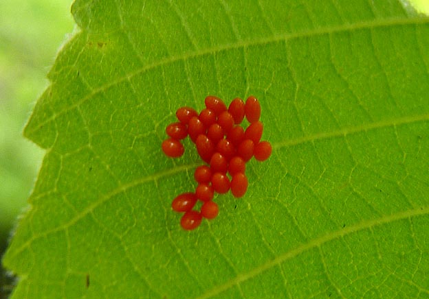 カメノコテントウの卵