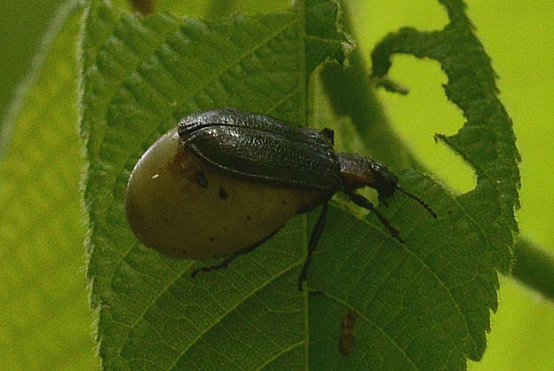 オニグルミの葉を食べるクルミハムシ