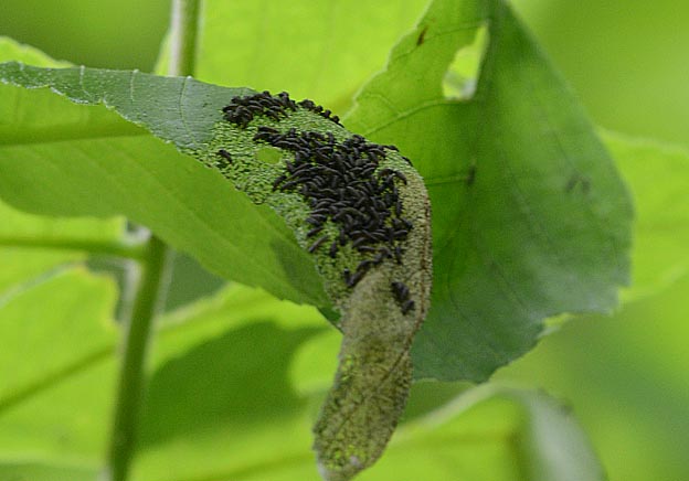 クルミハムシの幼虫