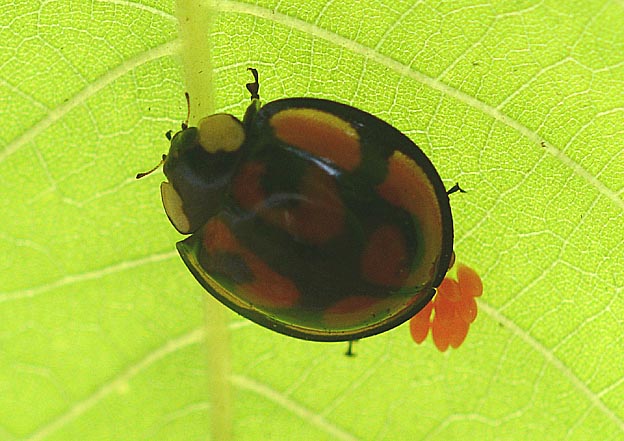 産卵中のカメノコテントウ