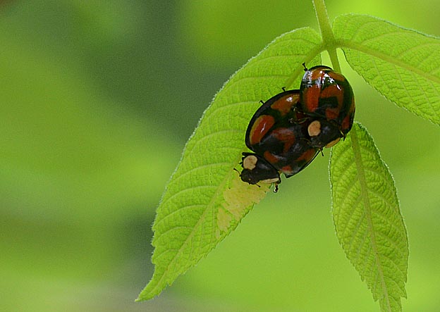 交尾中のカメノコテントウ