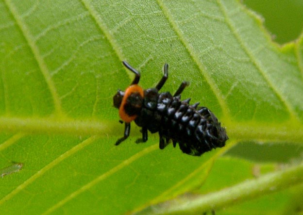 カメノコテントウの幼虫
