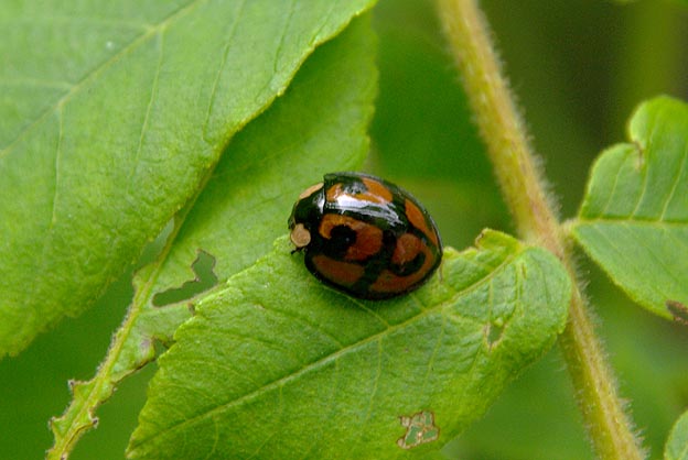 カメノコテントウの成虫