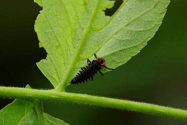 カメノコテントウの幼虫