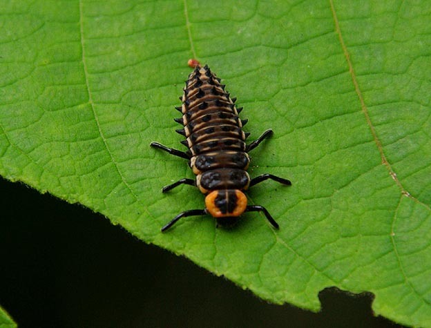 カメノコテントウの幼虫
