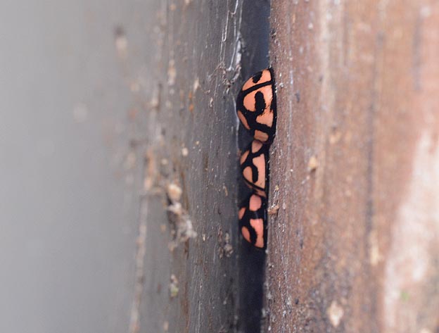 集まったカメノコテントウ