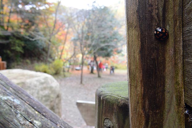 集まってきたカメノコテントウ