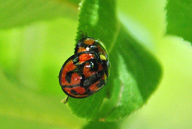 交尾中のカメノコテントウ