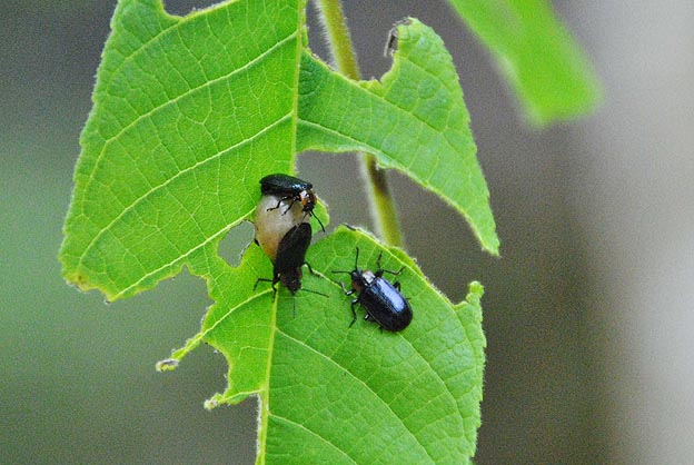 クルミハムシの写真
