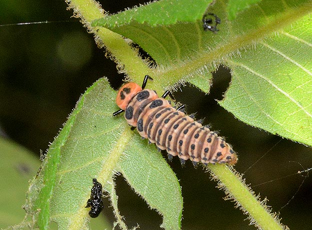カメノコテントウの幼虫