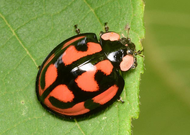 カメノコテントウの写真