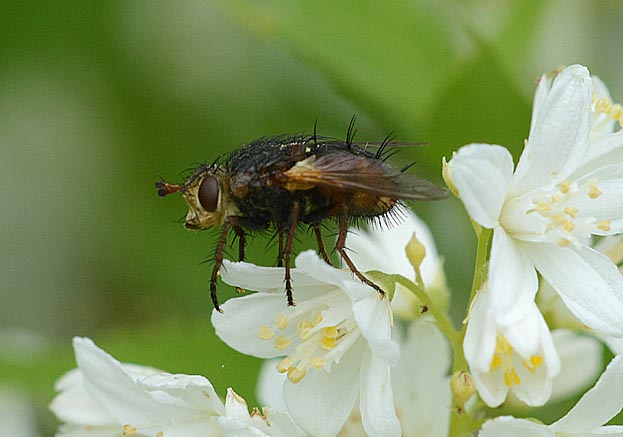 ヤドリバエの写真