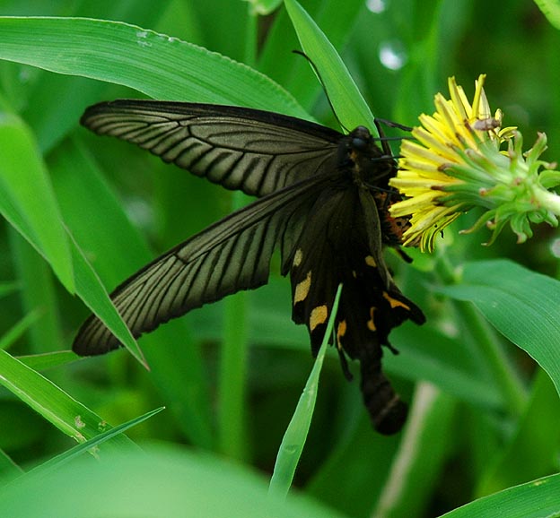 吸蜜中のジャコウアゲハ