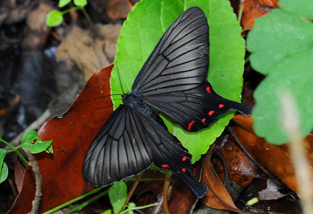 アゲハモドキの写真