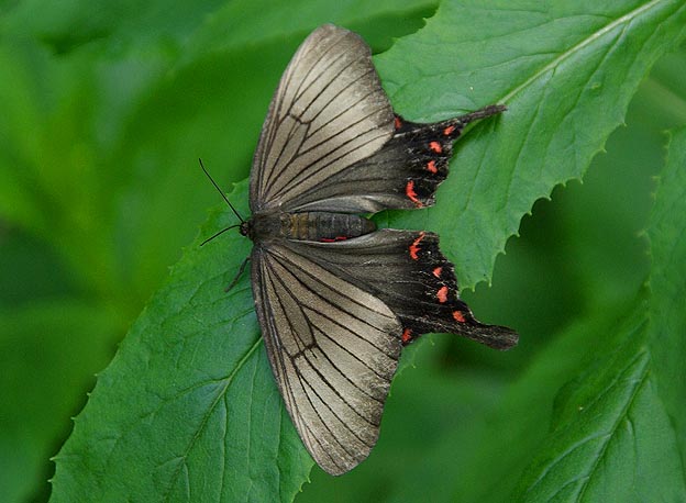 五月山でのアゲハモドキ