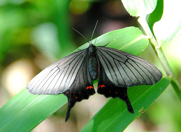 初秋のアゲハモドキ