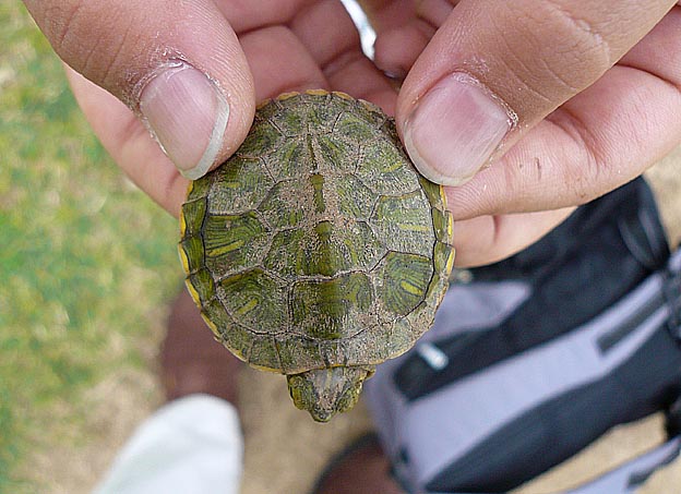 河川敷を歩いていたミドリガメ