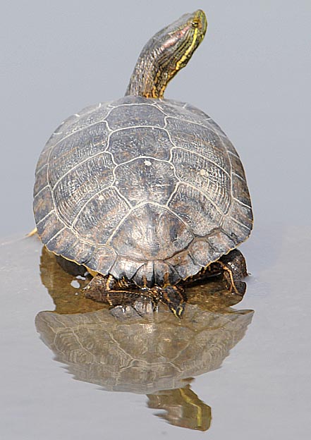 早春のミシシッピアカミミガメ