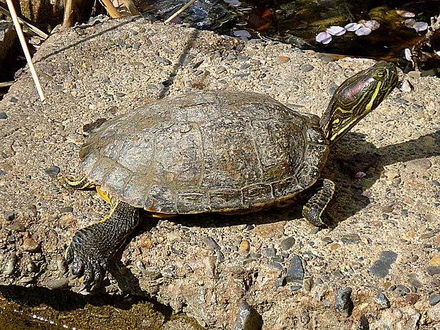 ミシシッピアカミミガメの写真