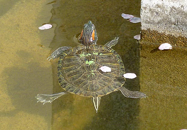 成長によって模様が違うミシシッピアカミミガメ
