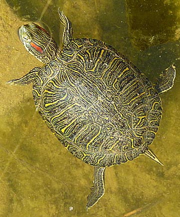 若いミシシッピアカミミガメ