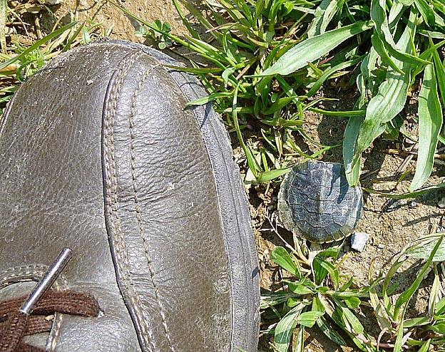 ミドリガメの死骸