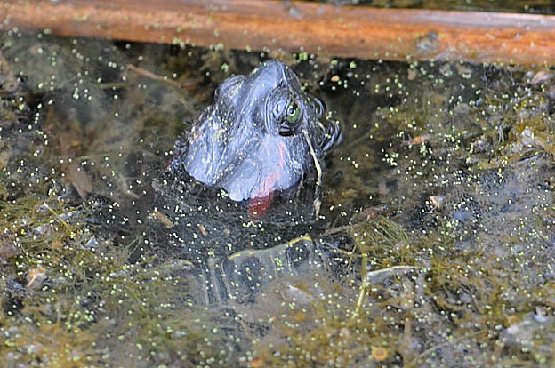 まだいたミシシッピアカミミガメ