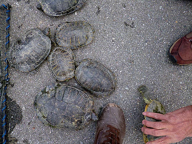 7ひきのミシシッピアカミミガメ