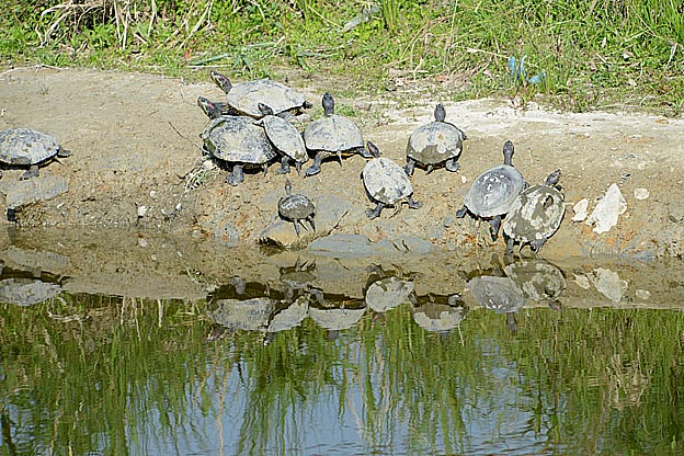 たくさんのミシシッピアカミミガメ