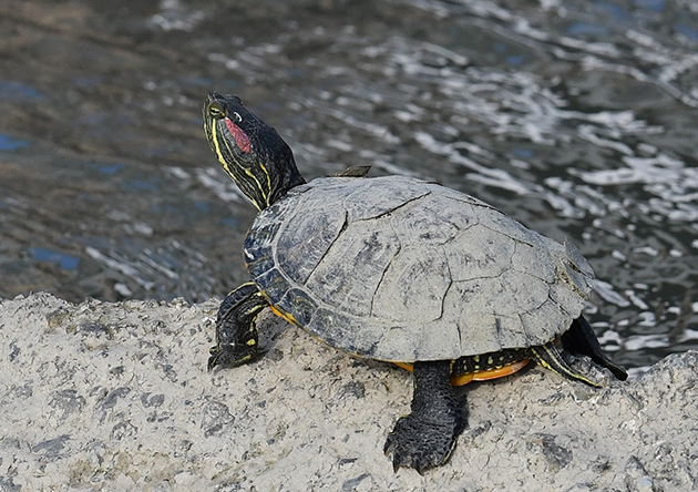 ミシシッピアカミミガメの写真
