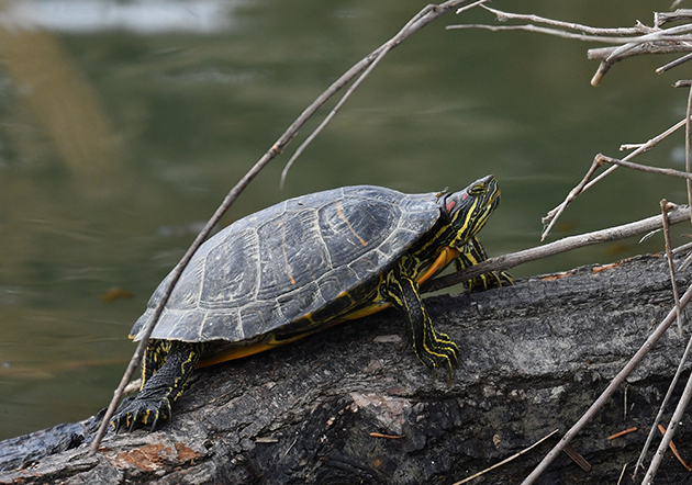 ミシシッピアカミミガメの写真