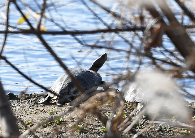 12月のミシシッピアカミミガメの写真