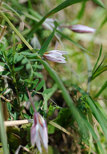 少し開いたアマナの花