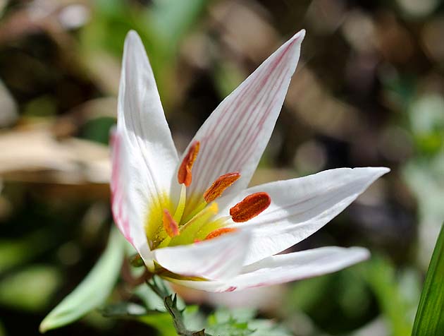 開いたアマナの花