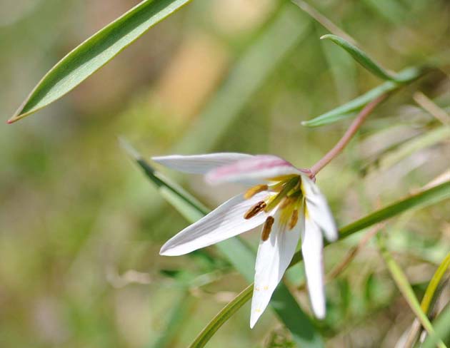 アマナの花の開いた写真…2