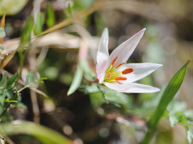 アマナの花の開いた写真…3