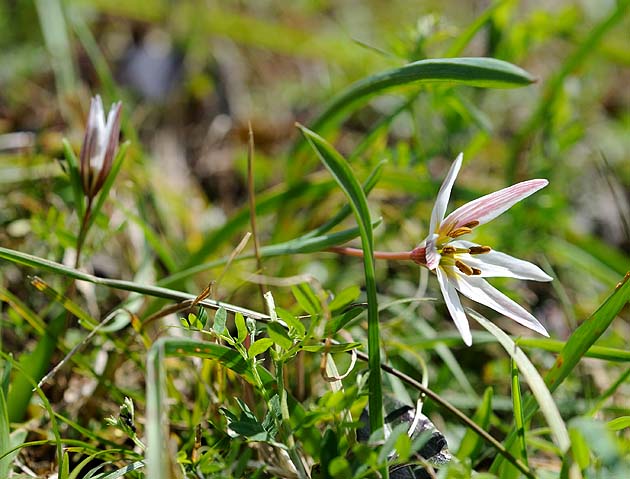 アマナの開花のようす